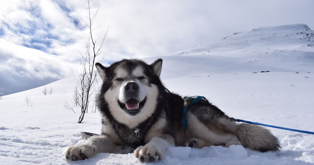 dog-house-plans-for-alaskan-malamute