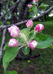 AppleBlossoms_51111b