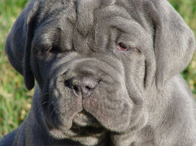 mastiff
