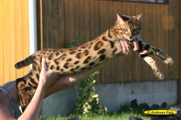 Bengal Hauskatze Kaufen - Heimidee