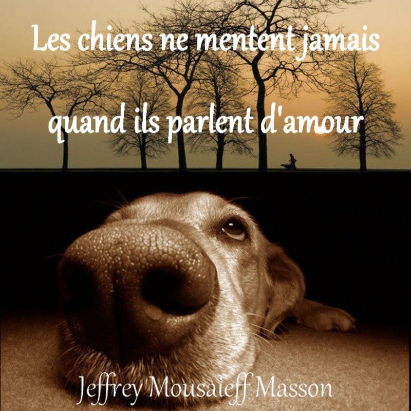 Citation Damour Chien Best Citations D Amour