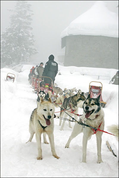Sleddog