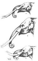 A Cuvieronius B Stegomastodon C ...?