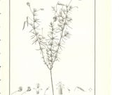 Vintage Redoute Drawing of Aspalathus, Black and White Minimalist Flower Print Plate 26 - amykristineprints Vintage Redoute Drawing of Aspalathus, Black and White Minimalist Flower Print Plate 26 - amykristineprints