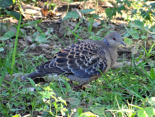 金背鳩/無限台南