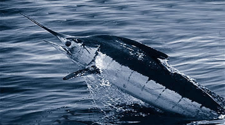 National Geographics: blue marlin fish
