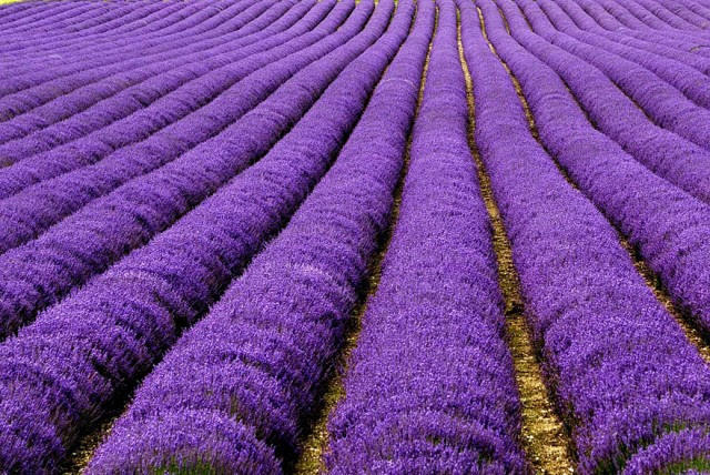 Lavender Fields, UK and France2