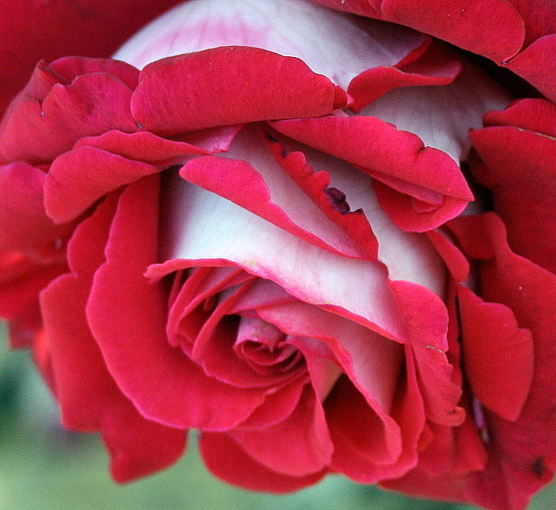 Full size picture of Hybrid Tea Rose 'Osiria' (<i>Rosa</i>)