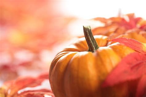 Wallpapers Autumn Pumpkin Food Vegetables Wallpapers Autumn Pumpkin Food Vegetables