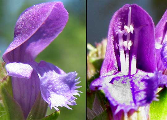 File:Prunella vulgaris-flowers.jpg