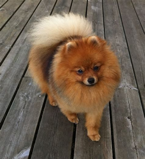 Pomeranian Yeontan Breed - Pets Lovers