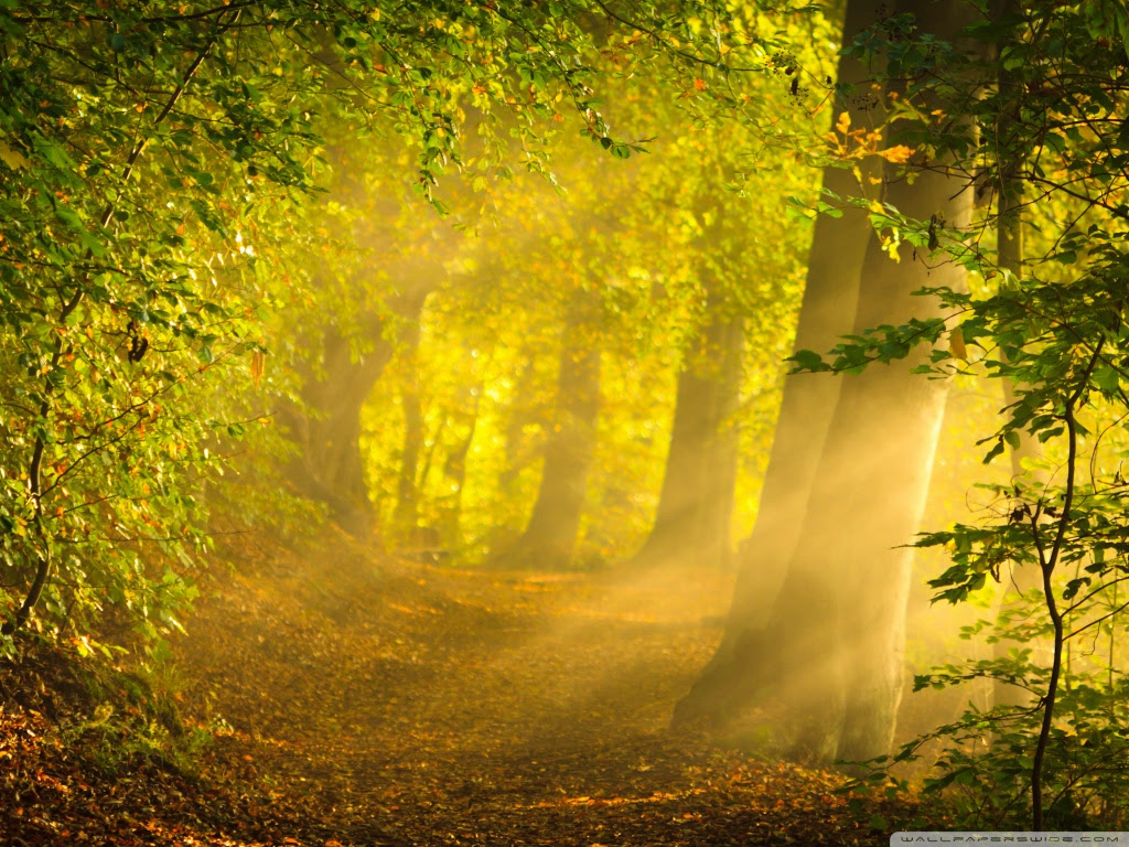 Enchanted Forest 4K HD Desktop Wallpaper For 4K Ultra HD TV Enchanted Forest 4K HD Desktop Wallpaper For 4K Ultra HD TV