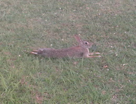 Waskly Wabbit