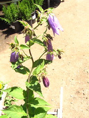 Campanula "Sarastro"