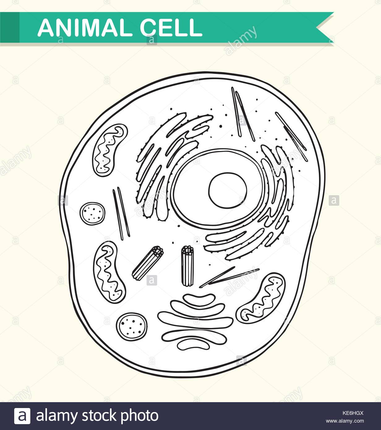 50+ Sketch Diagram Of Animal Cell Pics | Image of Diagram
