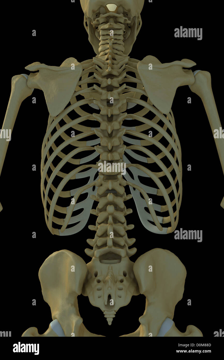 Human Back Bones : Illustration of back bones in human skeleton on