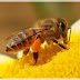 Istimewa Madu Lebah Sebagai Penawar Penyakit