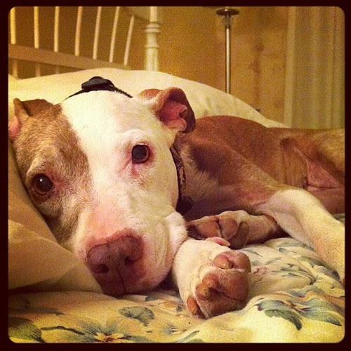 This dog is perfect