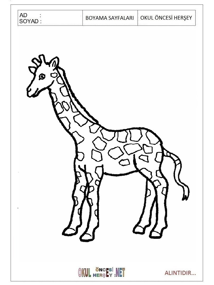 Жираф контурный рисунок для детей