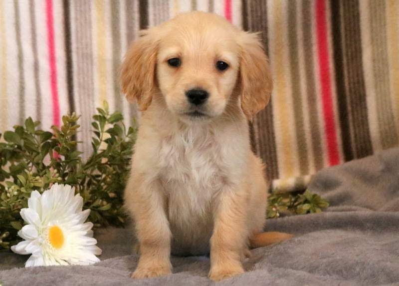Golden Retriever Puppies Austin For Sale - Pudding to come