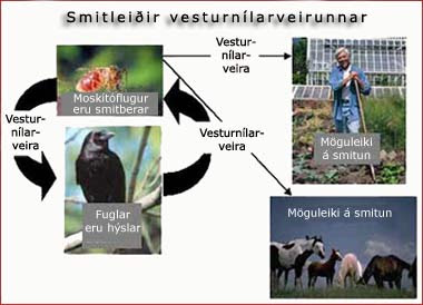 Vesturnílarveira