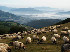 Mountain view with sheep