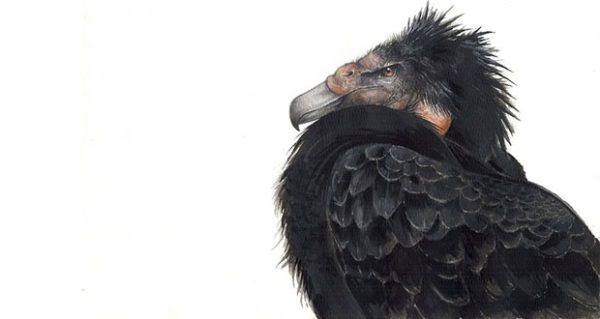 10 animais gigantes que viveram depois dos dinossauros 10 animais gigantes que viveram depois dos dinossauros