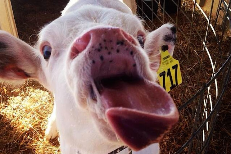 Cow Captions For Instagram - Captions Imajinative