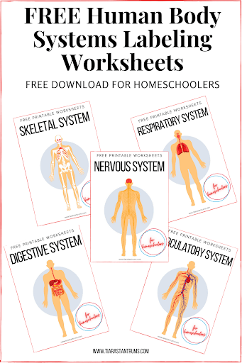 Human Anatomy Worksheets For College : Skeletal System Diagram