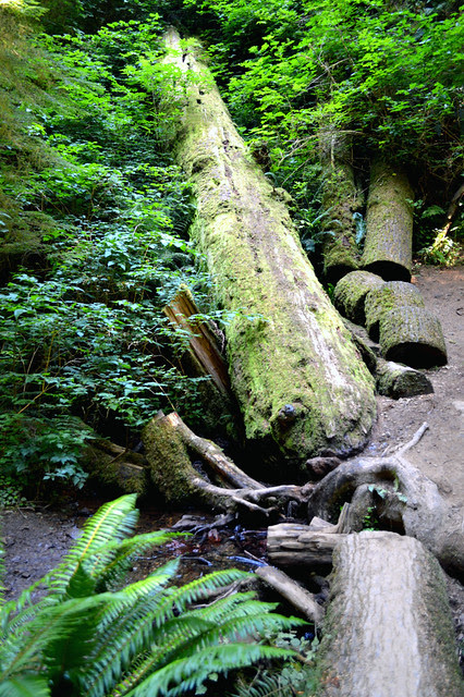 Fallen tree along the path