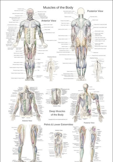 Anterior Muscles Of The Body Labeled : Human Body Webquest - Teaching