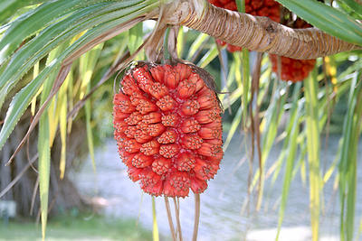 Strange Fruit in Miami Botanical Gardens August 2003