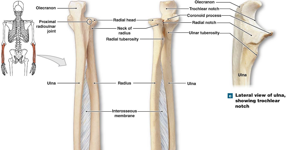 Leg Bones Diagram : human body muscle diagram detailed - DriverLayer
