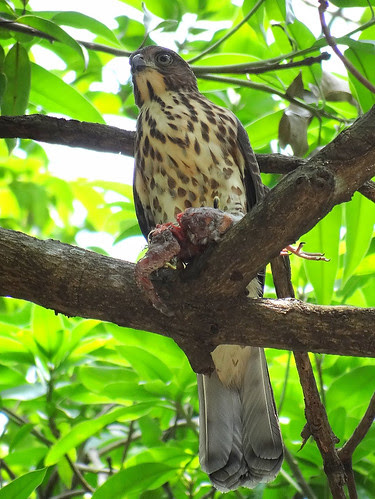 鳳頭蒼鷹/無限台南