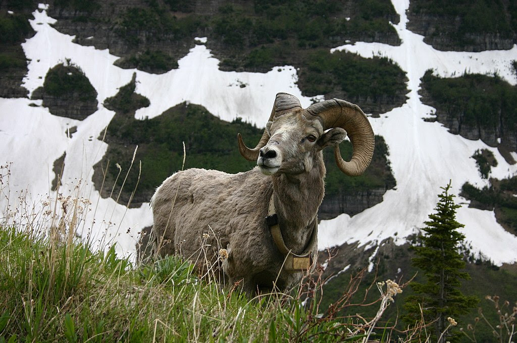 http://upload.wikimedia.org/wikipedia/commons/thumb/8/8f/Bighorn_Sheep_over_Patches_of_Snow.jpg/1024px-Bighorn_Sheep_over_Patches_of_Snow.jpg