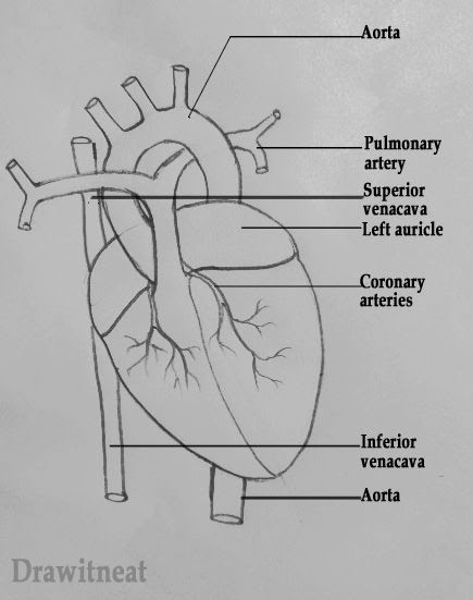 Human Heart Diagram Simple Heart Pencil Drawing - All About Cwe3