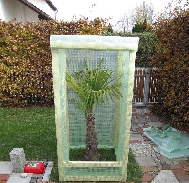 Palmen überwintern