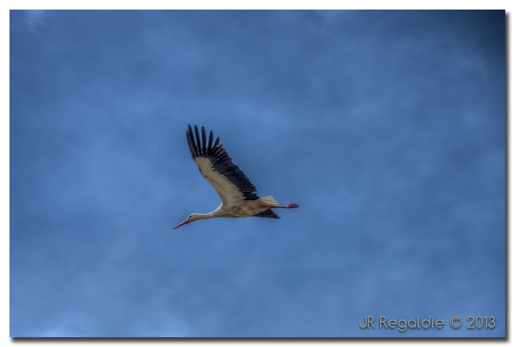En vuelo II by JR Regaldie Photo