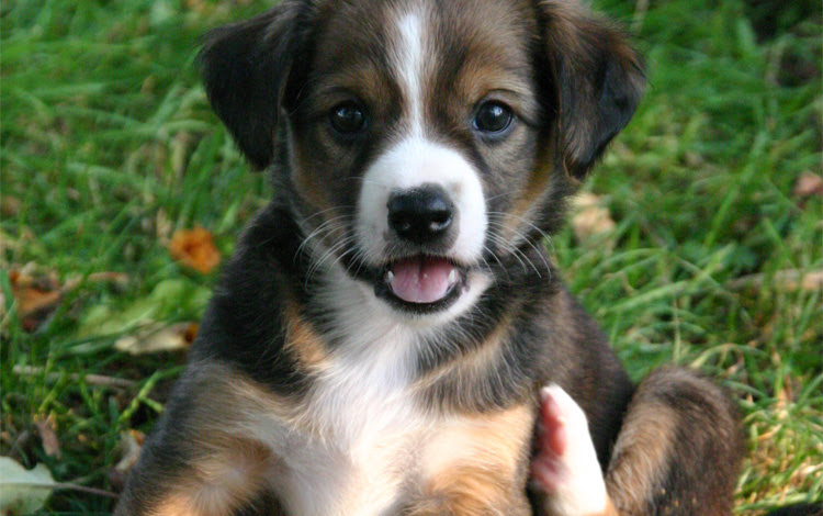 owalo design Hundewelpen Zu Verschenken Wien