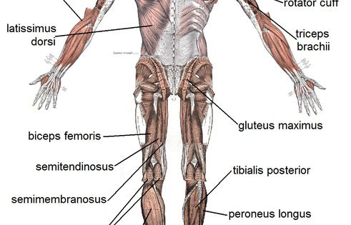 All Muscles In The Body Labelled : 03 Human Anatomy All System Deep