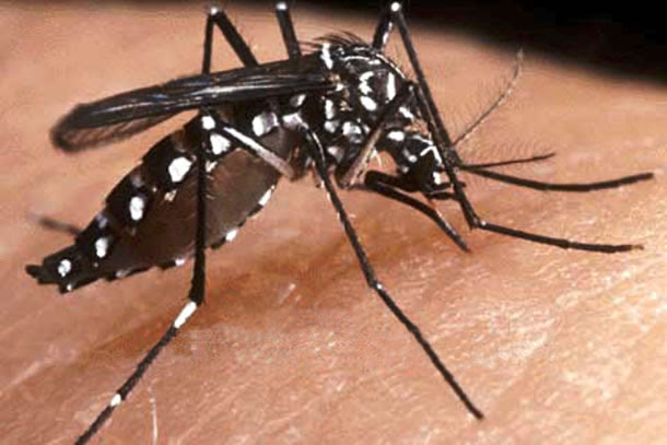 Resultado de imagen para imagen mosquito dengue