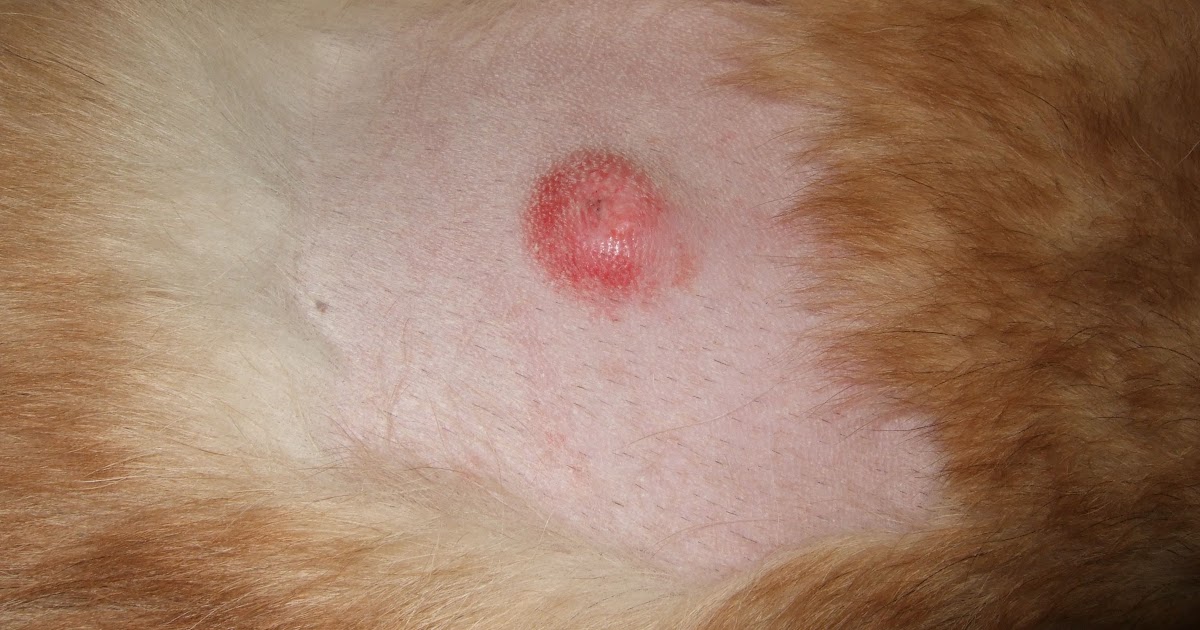 Dog Cancer Lumps Pictures Picturemeta