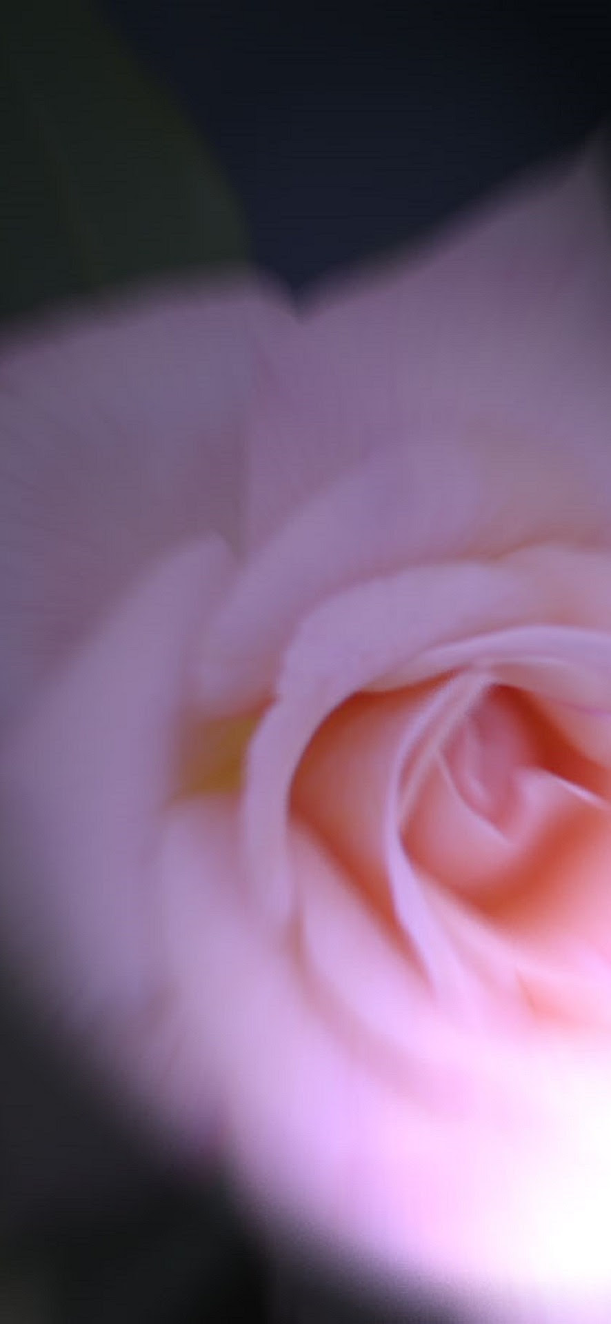 ユニークiphone ピンク バラ 壁紙 すべての美しい花の画像