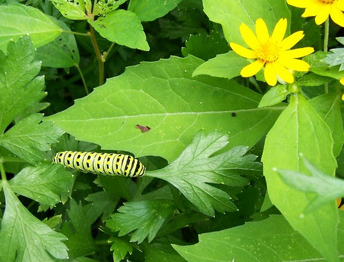 cidyjufun: yellow black and white caterpillar