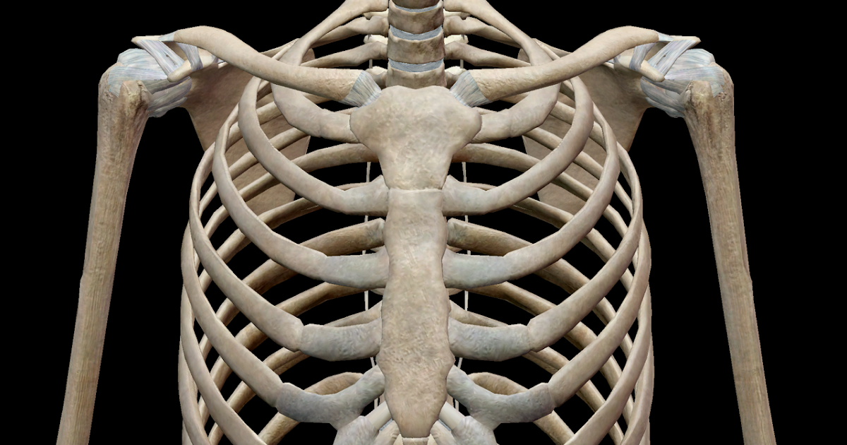 Anatomy Of Body What Under Rib Age Human Anatomy Organs Left Side
