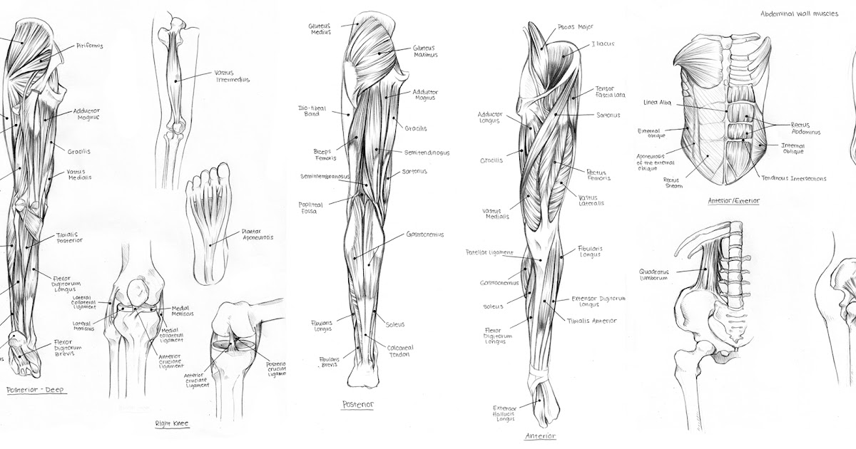 Upper Leg Tendon Anatomy - Muscles of the upper leg: quadriceps | fit