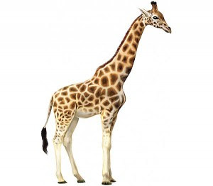 giraffe 30 фактов о жирафах
