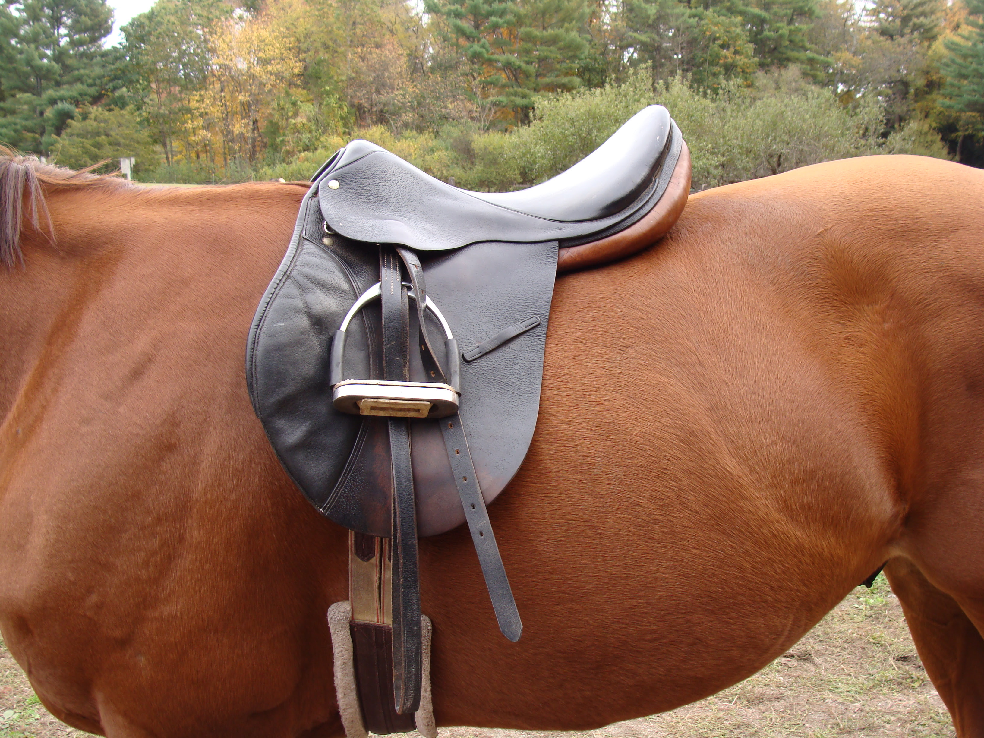 naturally-horses-buying-my-first-saddle