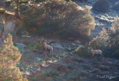 rams2