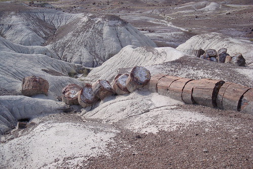 Petrified Logs